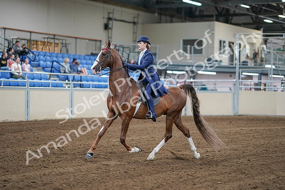 2020 - AB Morgan Horse - Sat, Sept 05 - 06078