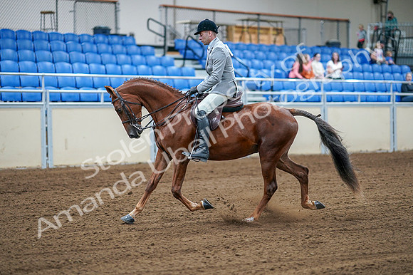 2020 - AB Morgan Horse - Fri, Sept 04 - 01471