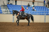 2020 - AB Morgan Horse - Sat, Sept 05 - 10369