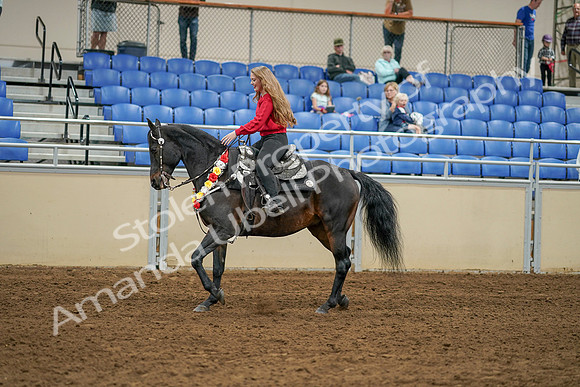 2020 - AB Morgan Horse - Sat, Sept 05 - 10369