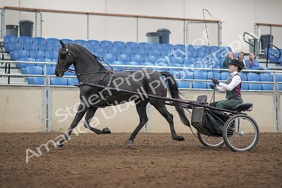 2019 Morgan Horse Show - Aug 31, 2019 - 04676