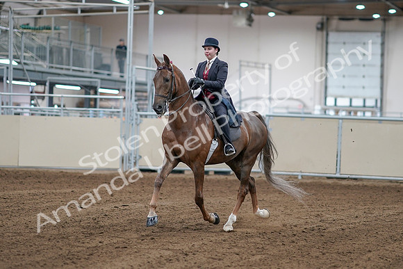 2020 - AB Morgan Horse - Sat, Sept 05 - 06040