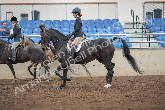 2019 Morgan Horse Show - Aug 30, 2019 - 20233