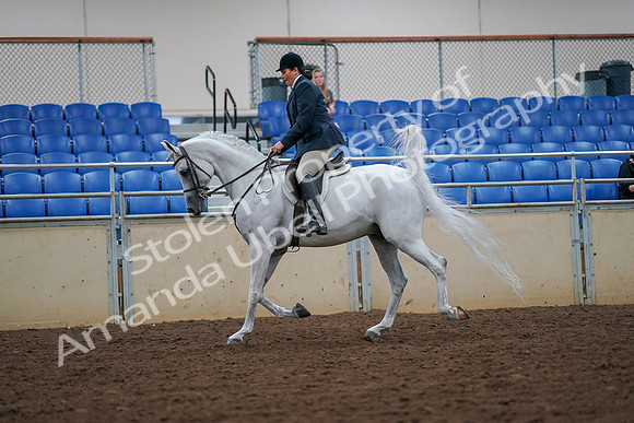 2019 Morgan Horse Show - Aug 30, 2019 - 17309