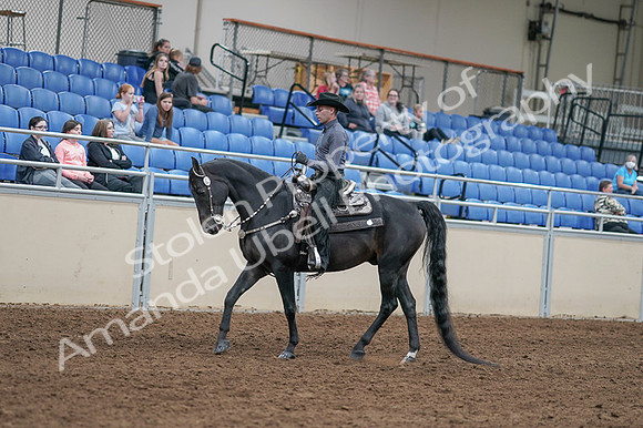 2020 - AB Morgan Horse - Fri, Sept 04 - 08276