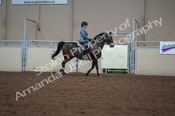 2019 Morgan Horse Show - Aug 30, 2019 - 18598