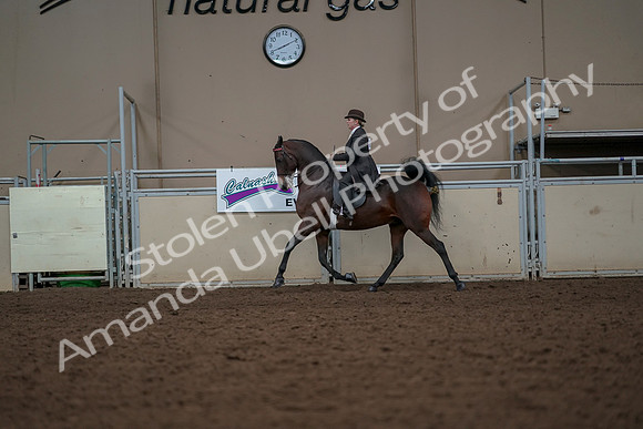 2019 Morgan Horse Show - Aug 30, 2019 - 27906