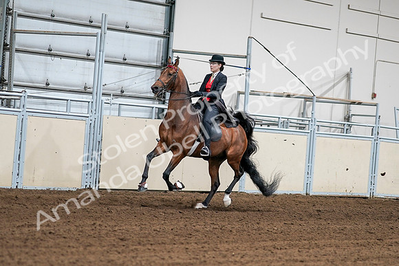 2020 - AB Morgan Horse - Sat, Sept 05 - 06705