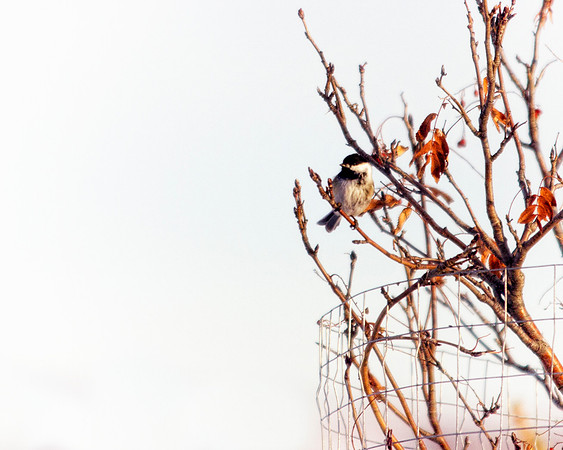 Birds - 024