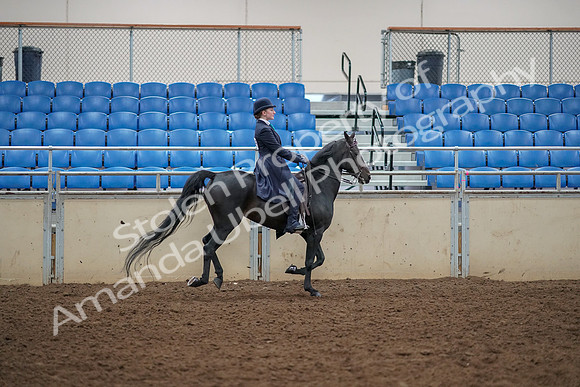 2019 Morgan Horse Show - Aug 30, 2019 - 12495