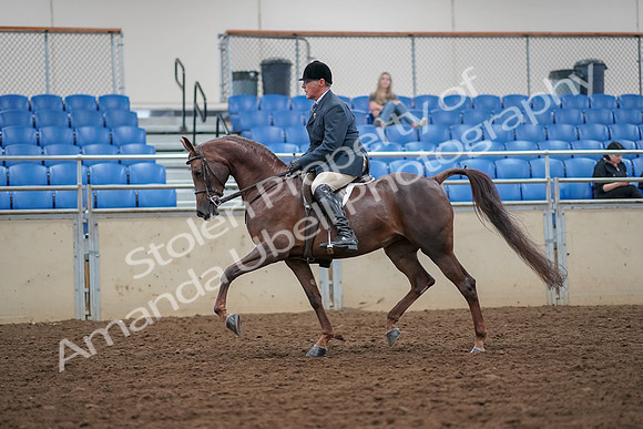2019 Morgan Horse Show - Aug 30, 2019 - 17260