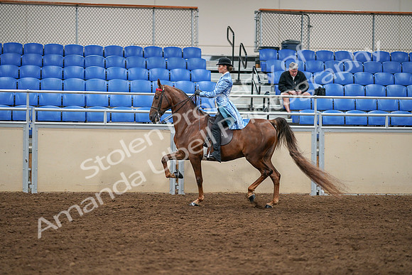 2020 - AB Morgan Horse - Sat, Sept 05 - 03322