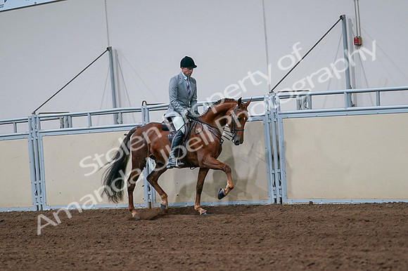 2020 - AB Morgan Horse - Fri, Sept 04 - 01778