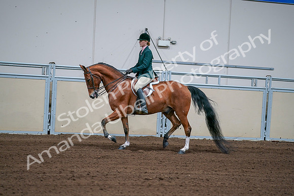 2020 - AB Morgan Horse - Fri, Sept 04 - 01595