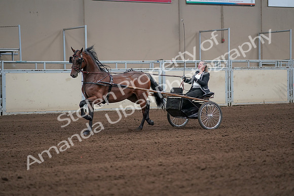 2019 Morgan Horse Show - Sept 01, 2019 - 05933