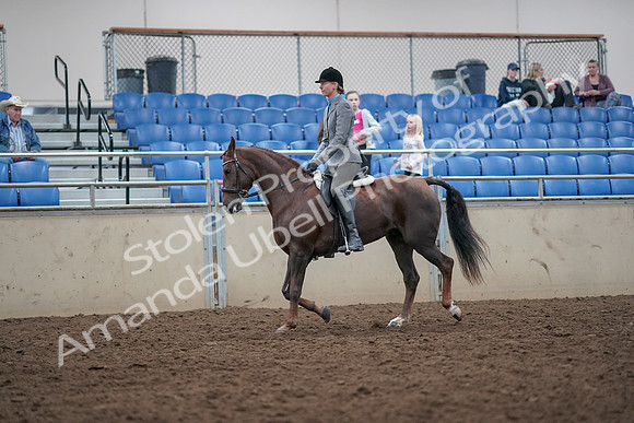2019 Morgan Horse Show - Aug 31, 2019 - 14932