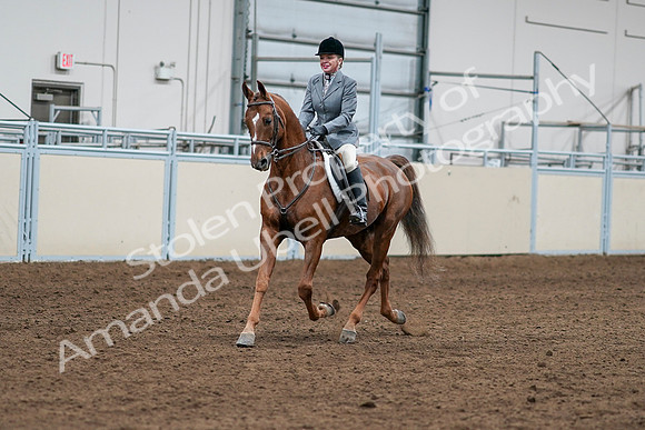 2020 - AB Morgan Horse - Sat, Sept 05 - 03242