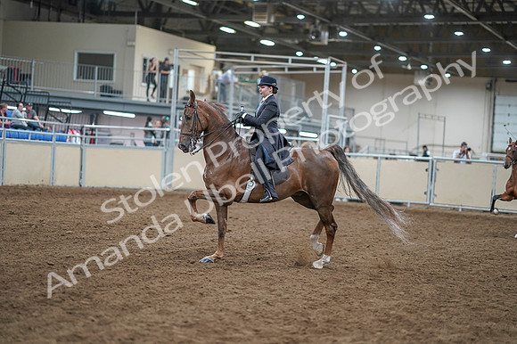 2020 - AB Morgan Horse - Fri, Sept 04 - 11275