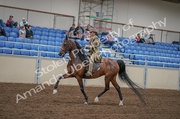 2020 - AB Morgan Horse - Fri, Sept 04 - 11421