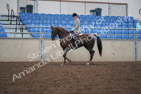 2019 Morgan Horse Show - Aug 30, 2019 - 18339
