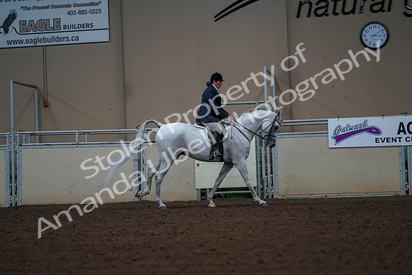 2019 Morgan Horse Show - Aug 30, 2019 - 17568