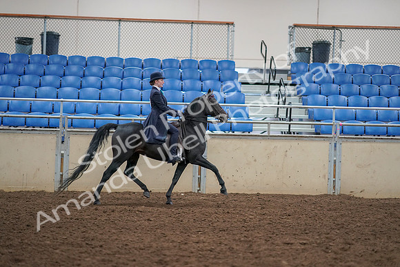 2019 Morgan Horse Show - Aug 30, 2019 - 12392