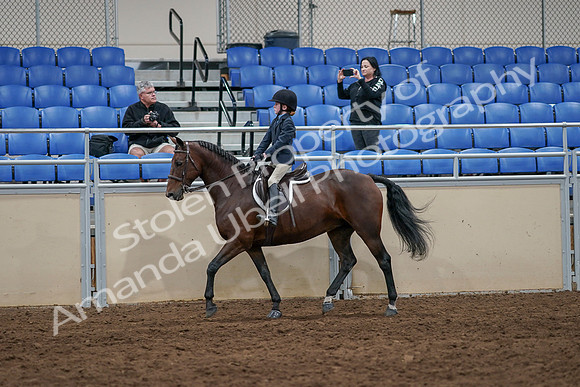 2020 - AB Morgan Horse - Sun, Sept 06 - 07710