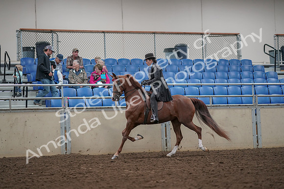 2019 Morgan Horse Show - Aug 30, 2019 - 26488