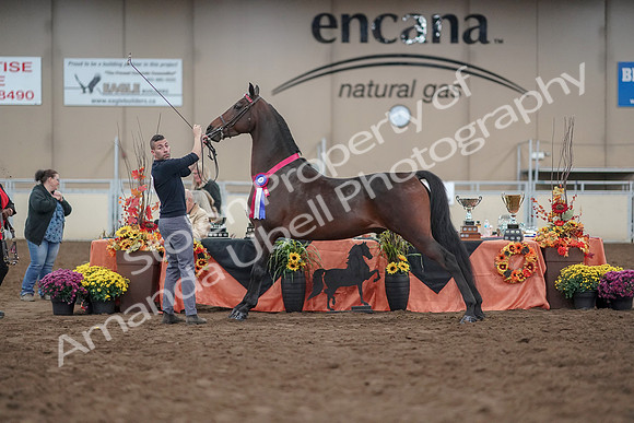 2019 Morgan Horse Show - Aug 31, 2019 - 03829