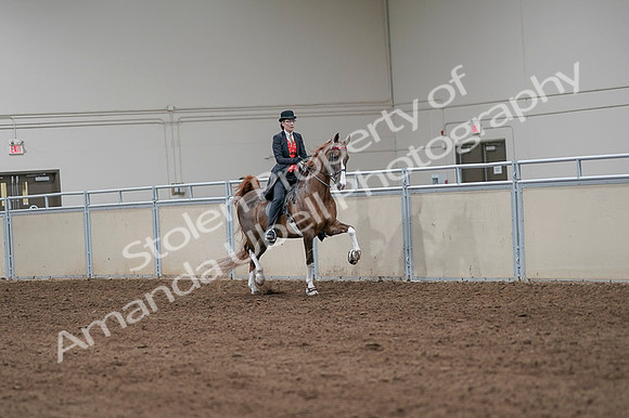 2020 - AB Morgan Horse - Fri, Sept 04 - 09835
