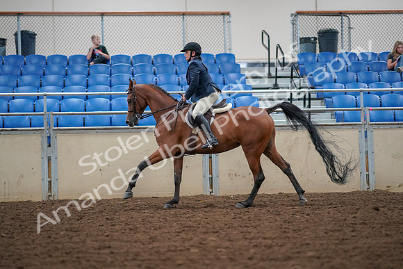 2019 Morgan Horse Show - Aug 30, 2019 - 16372