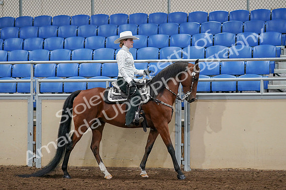2020 - AB Morgan Horse - Fri, Sept 04 - 03520