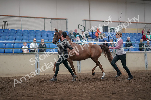 2019 Morgan Horse Show - Aug 31, 2019 - 03620