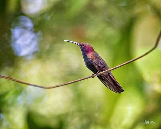 Birds - 139
