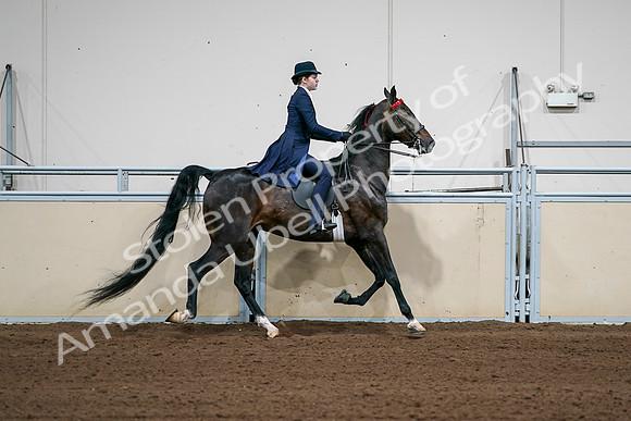 2020 - AB Morgan Horse - Sat, Sept 05 - 06315