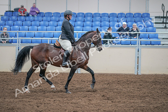 2020 - AB Morgan Horse - Sat, Sept 05 - 09357