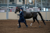 2020 - AB Morgan Horse - Fri, Sept 04 - 00672