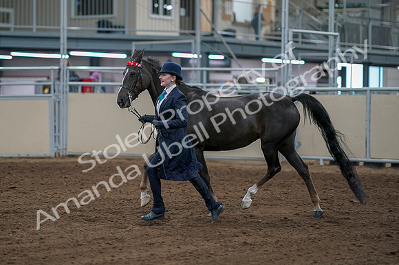 2020 - AB Morgan Horse - Fri, Sept 04 - 00672