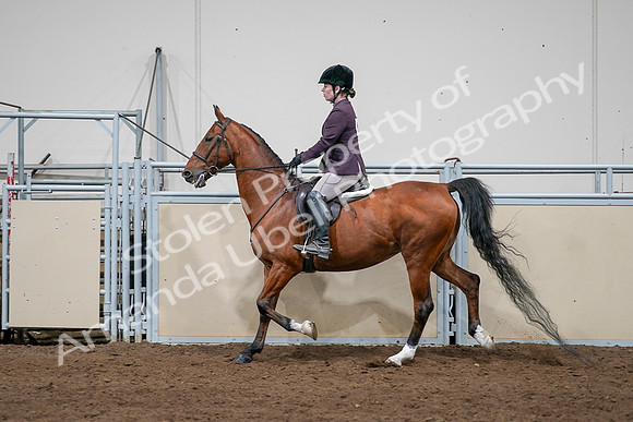2020 - AB Morgan Horse - Sat, Sept 05 - 03064