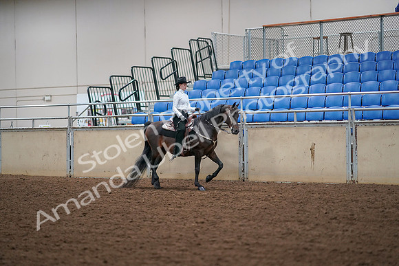 2019 Morgan Horse Show - Aug 30, 2019 - 17068
