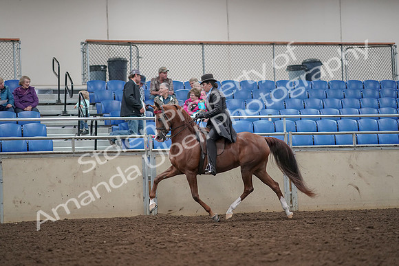 2019 Morgan Horse Show - Aug 30, 2019 - 26493