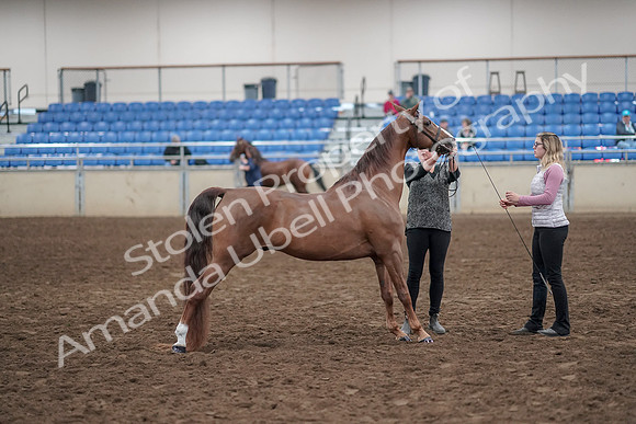 2019 Morgan Horse Show - Aug 31, 2019 - 01376
