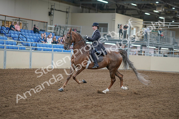 2020 - AB Morgan Horse - Fri, Sept 04 - 11286