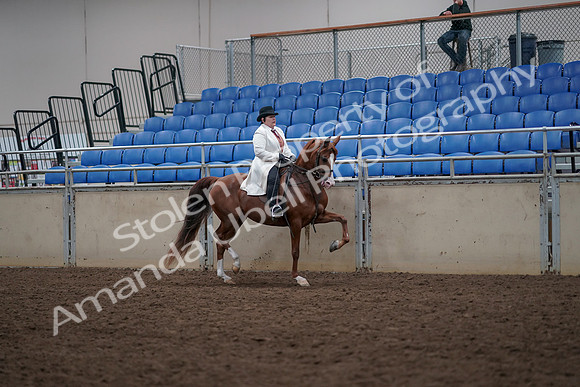 2019 Morgan Horse Show - Aug 31, 2019 - 17954
