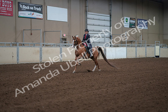 2019 Morgan Horse Show - Sept 01, 2019 - 12102