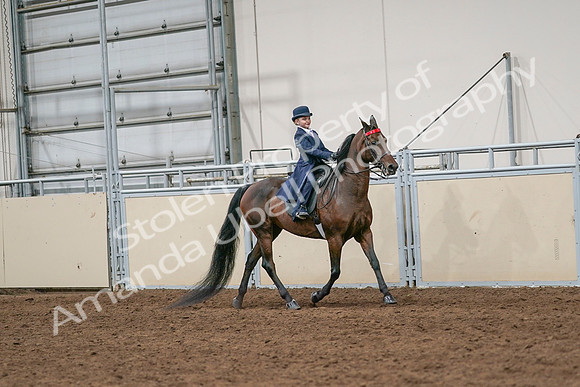 2020 - AB Morgan Horse - Sat, Sept 05 - 04826