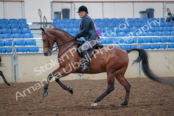 2019 Morgan Horse Show - Aug 30, 2019 - 20572
