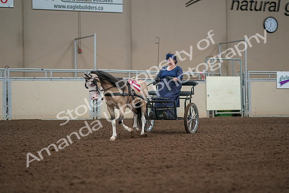 2019 Morgan Horse Show - Aug 31, 2019 - 04596