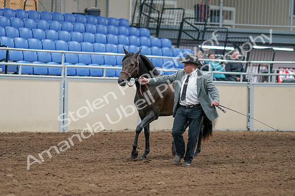 2020 - AB Morgan Horse - Sat, Sept 05 - 00241