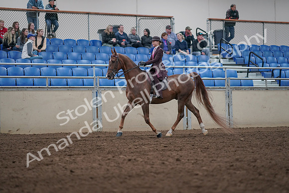 2019 Morgan Horse Show - Aug 31, 2019 - 20513